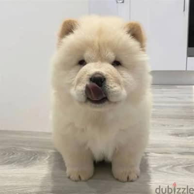 Chow Chow// WhatsApp +97455792932