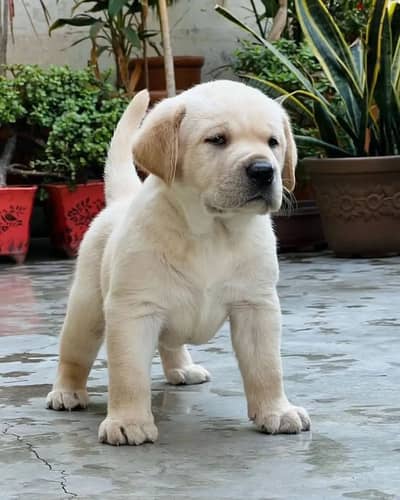 Labrador// Whatsapp +97455937699