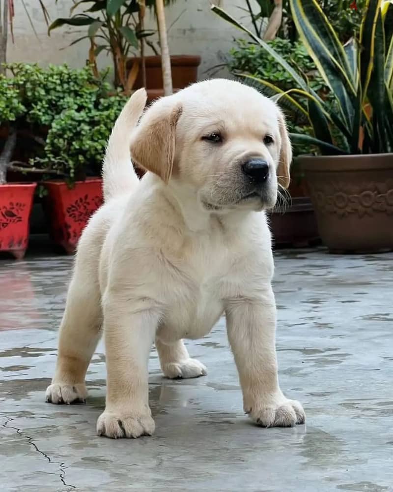 Labrador// Whatsapp +97455937699 0