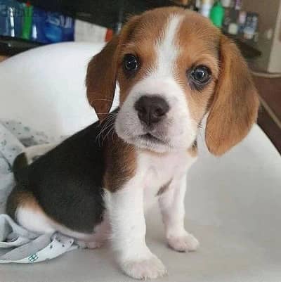 Beagle puppies// Whatsapp +97455937699