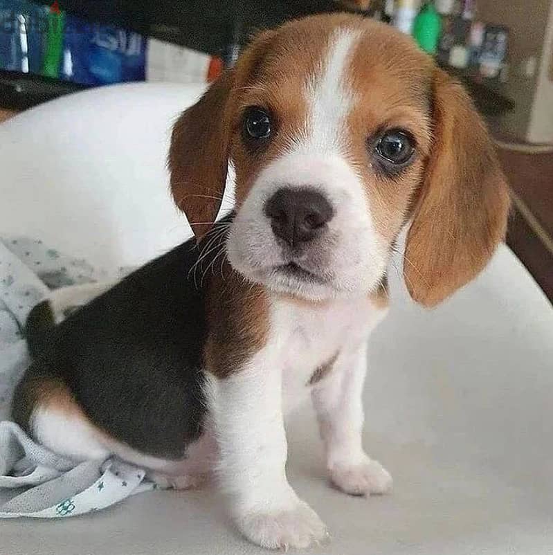 Beagle puppies// Whatsapp +97455937699 0