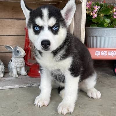 Siberian husky// Whatsapp +97455937699