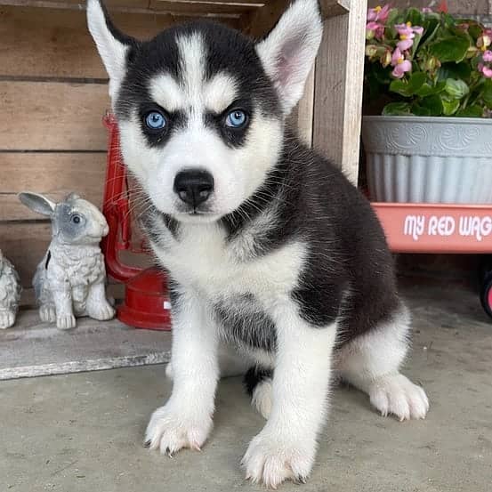 Siberian husky// Whatsapp +97455937699 0