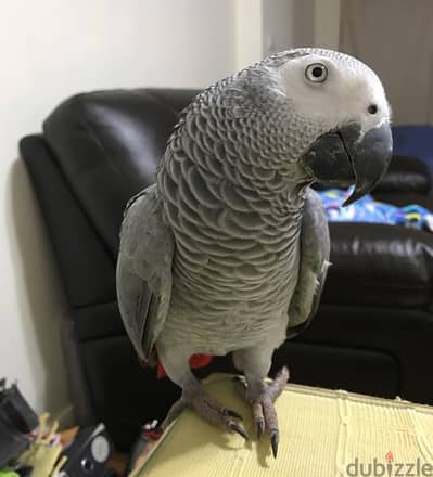 African grey// WhatsApp +971502618837