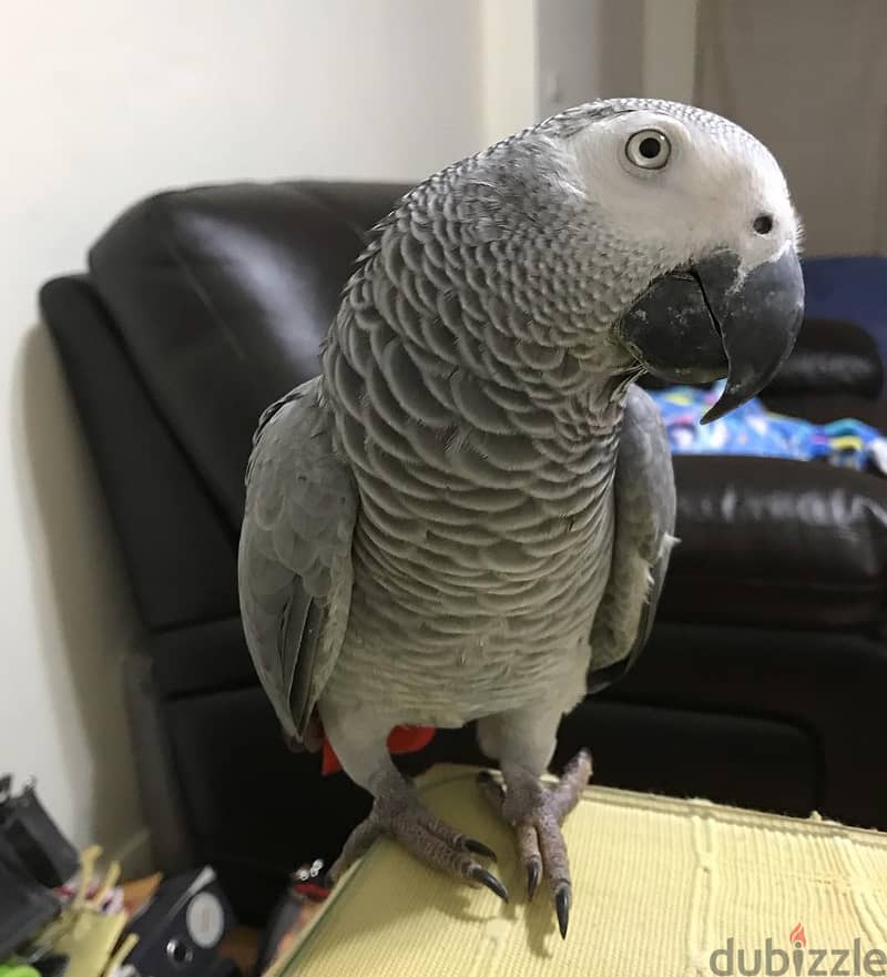 African grey// WhatsApp +971502618837 0