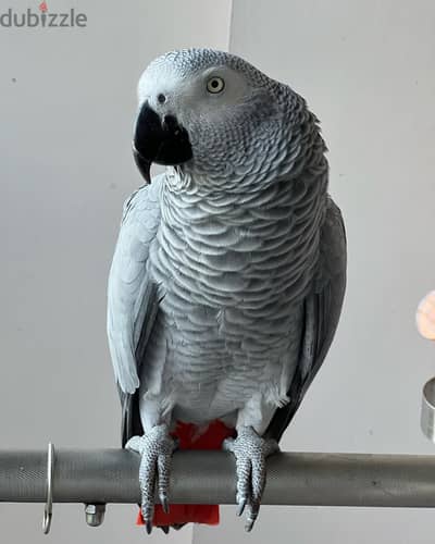 African grey// WhatsApp +97455792932