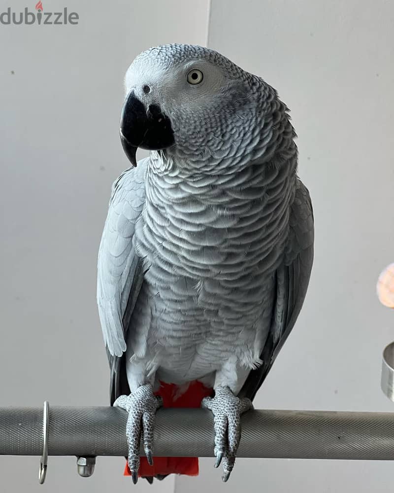 African grey// WhatsApp +97455792932 0