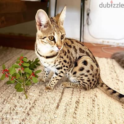 Bengal kitten// WhatsApp +97455792932