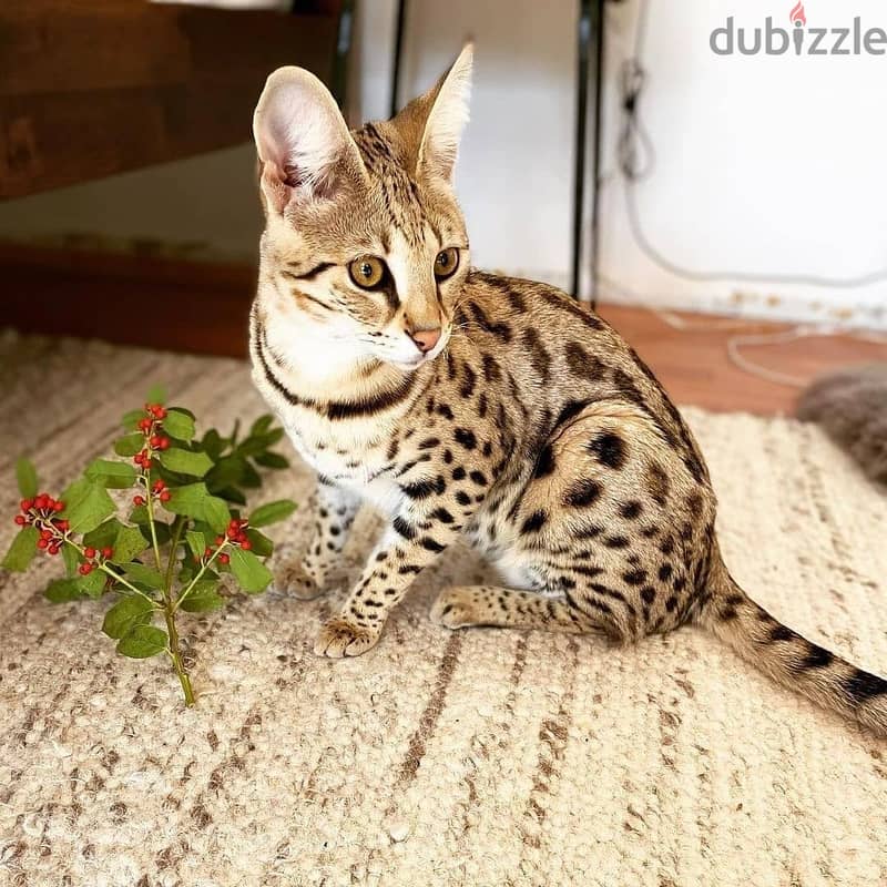 Bengal kitten// WhatsApp +97455792932 0