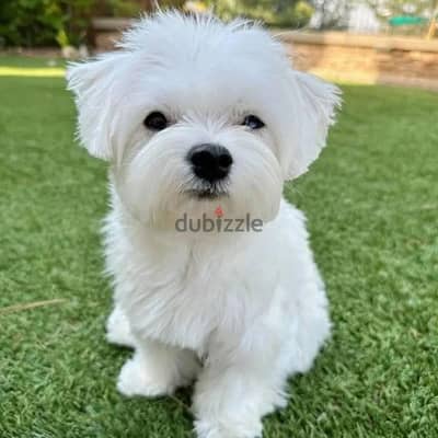 Maltese puppies// Whatsapp +97455937699