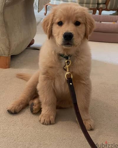 Golden Retriever// Whatsapp +97455937699