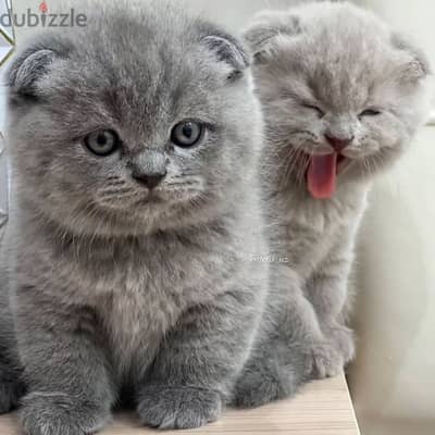 British shorthairs// WhatsApp. +966568218820