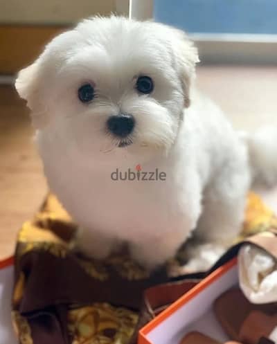 Maltese puppies// WhatsApp. +966568218820