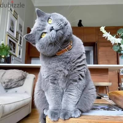 British shorthairs// WhatsApp. +966568218820