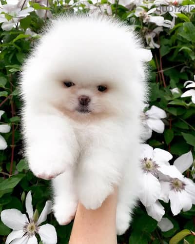 Pomeranian// WhatsApp +971502618837