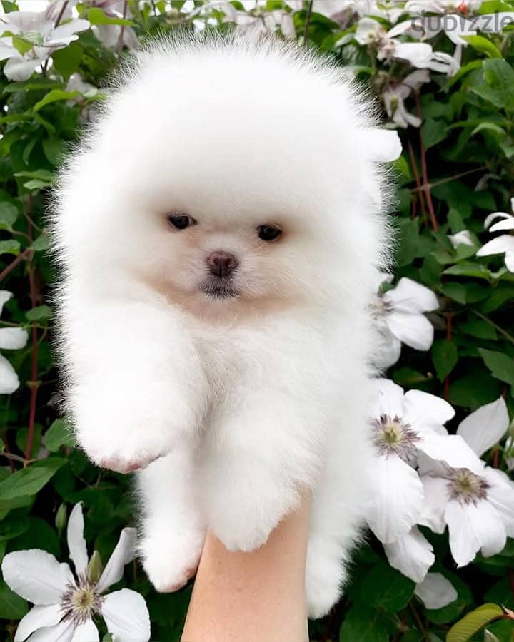 Pomeranian// WhatsApp +971502618837 0