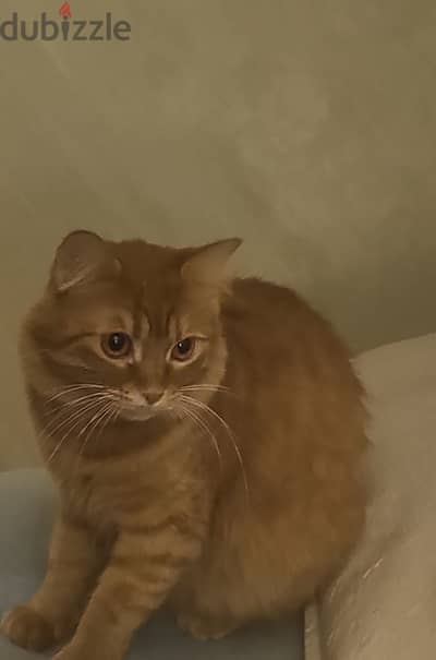 Turkish girl cat for adoptions