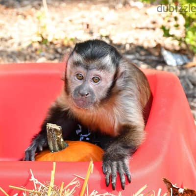 Whatsapp Me +972555074990 Capuchin Monkeys