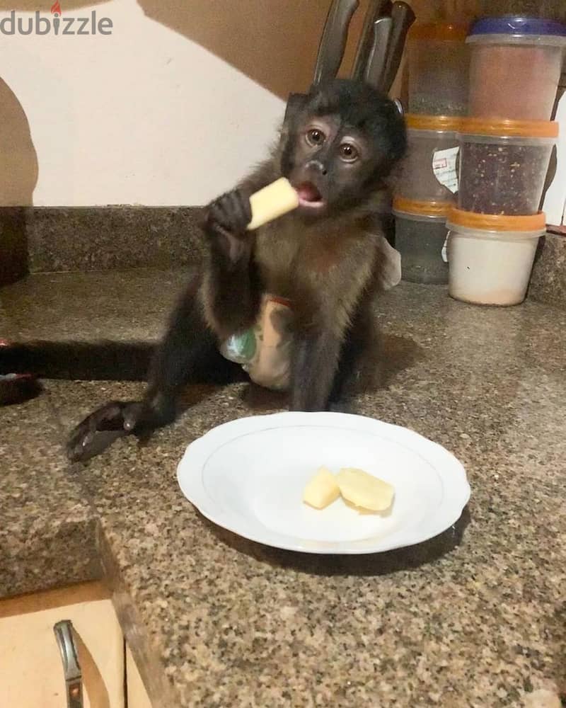 Whatsapp Me +972555074990 Capuchin Monkeys 1