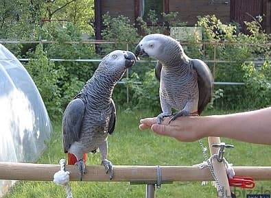 Whatsapp Me +966588993320 Afri-can Gray Parrots 1