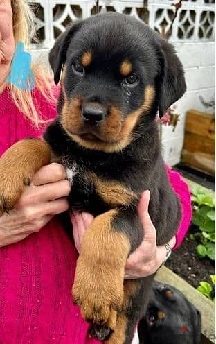 Whatsapp Me +966588993320 Rottweiler Puppies 1