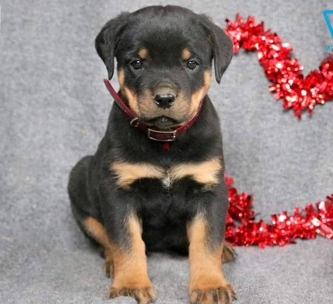 Whatsapp Me +966588993320 Rottweiler Puppies 1