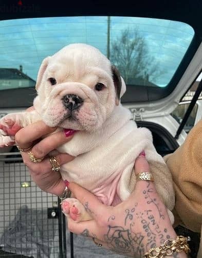 Whatsapp Me +966583921348 English Bulldog Puppies 1