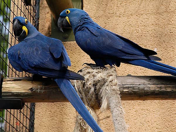 Whatsapp Me +966583921348 Hyacinth Macaws 1