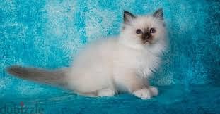 Whatsapp Me +96878738119 Birman for sale 0