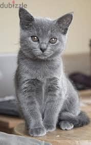 Whatsapp Me +96878738119 Chartreux for sale 0