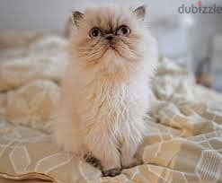 Whatsapp Me +96878738119 Persian Cat for sale