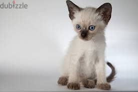 Whatsapp Me +96878738119 Siamese for sale