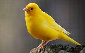 Whatsapp Me +96878738119 Canary for sale