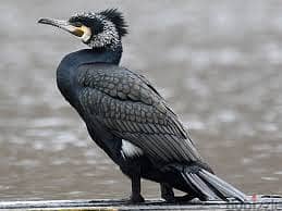 Whatsapp Me +96878738119 Cormorant for sale