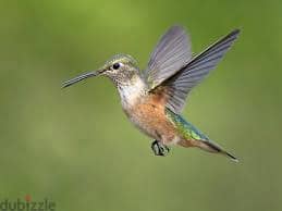 Whatsapp +96878738119 Hummingbird for sale