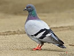 Whatsapp Me +96878738119 Rock Pigeon for sale