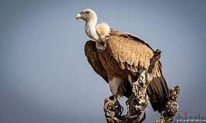 Whatsapp Me +96878738119 Vulture for sale