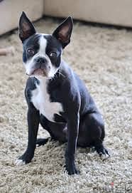 Whatsapp Me +96878738119 Boston Terrier for sale