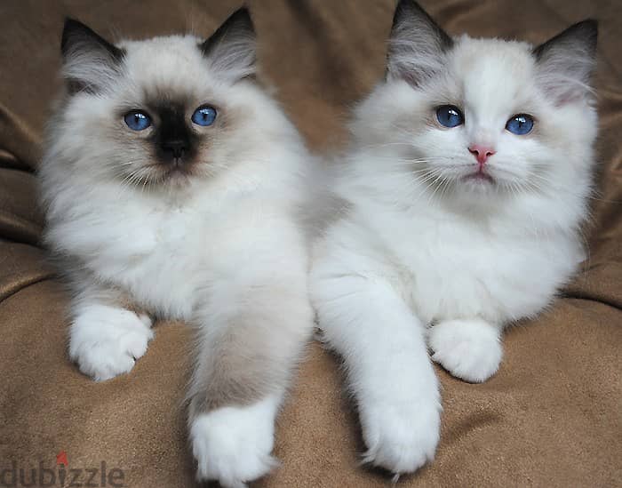 Whatsapp Me +966588993320 Ragdolls Cats 1