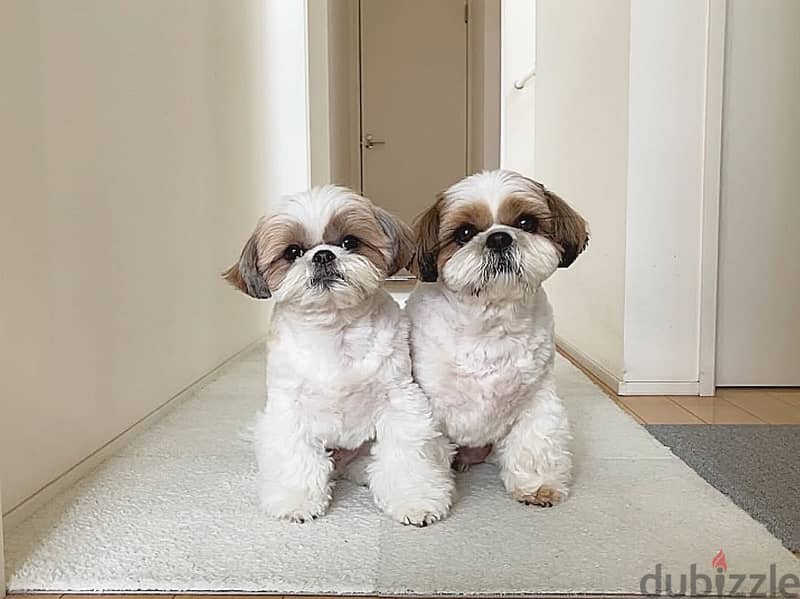 Shih Tzu// WhatsApp. +966568218820 0