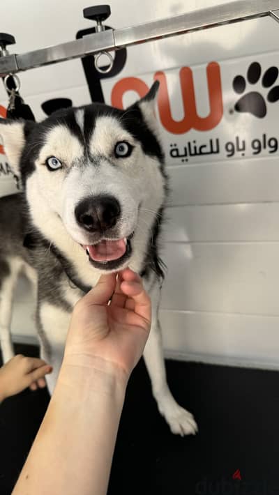 Husky for adoption