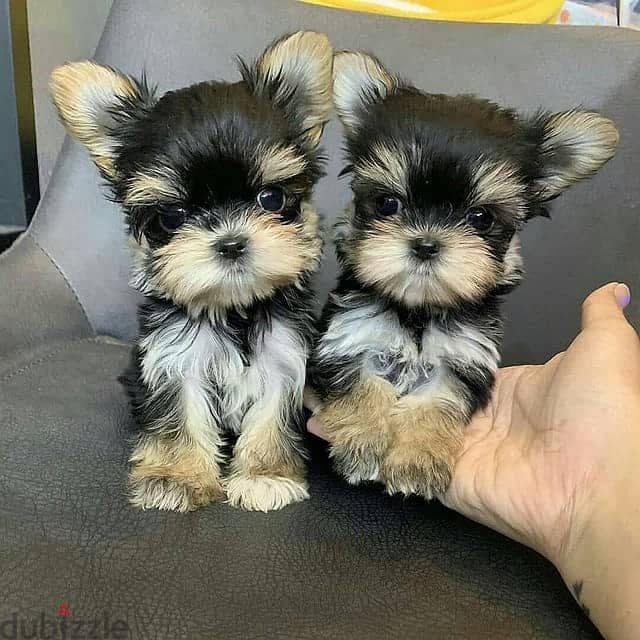 Yorkshire puppies for sale WhatsApp me 0