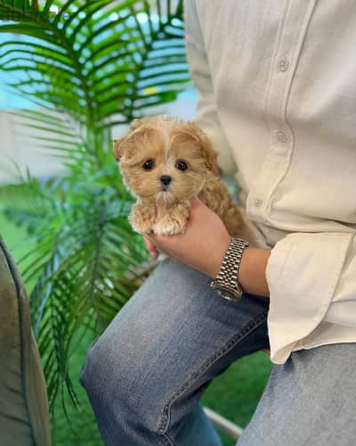 Cute maltipoo puppies for sale WhatsApp me +447956339414