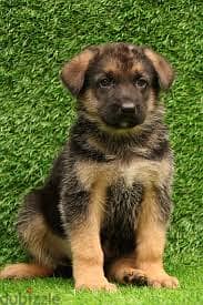 Whatsapp Me +96878738119 German Shepherd Dog for sale