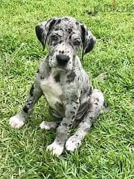 Whatsapp Me +96878738119 Great Dane for sale