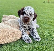 Whatsapp Me +96878738119 Lagotto Romagnolo for sale