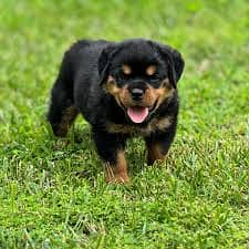 Whatsapp Me +96878738119 Rottweiler for sale