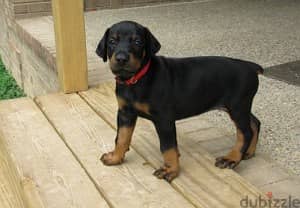 Whatsapp Me +972555074990 Doberman Puppies 1