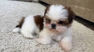 Whatsapp Me +96878738119 Shih Tzu for sale