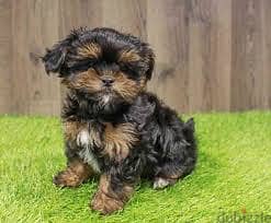 Whatsapp Me +96878738119 Shorkie for sale